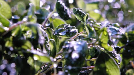 Close-up-of-Rain-Falling-On-Oregano-Plant-leaves-In-Garden,-Lit-By-Sun-From-Behind