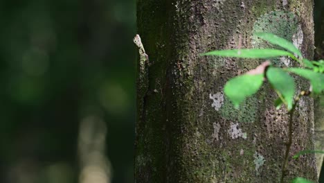 blanford's gliding lizard, draco blanfordii, kaeng krachan, thailand, 4k footage