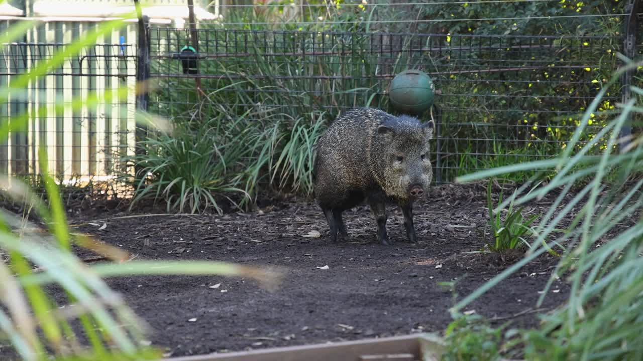 Cinghiale che cammina in un recinto dello zoo