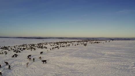 herd of reindeer