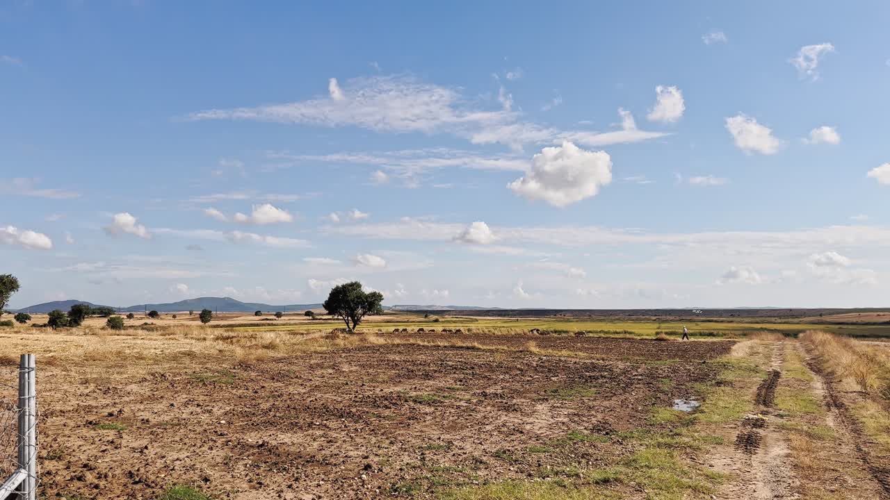 vacas, terneros, ovejas y cabras caminando y alimentándose de hierba en los campos del pueblo