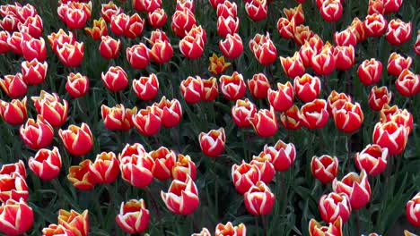 video inclinado hacia abajo de tulipanes holandeses en el campo.