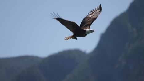 Ein-Adler-Fliegt-In-British-Columbia,-Kanada,-über-Den-Ozean-Und-Sucht-Nach-Fischen