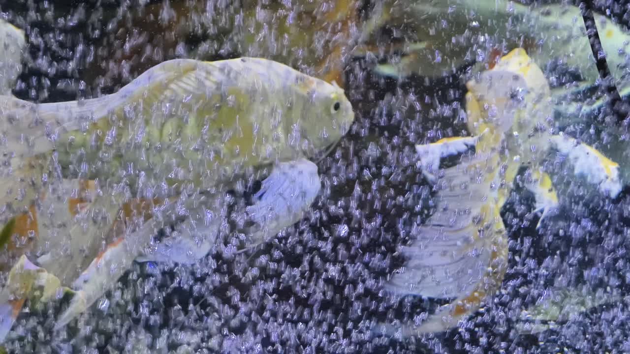 수족관 에 있는 코이 물고기