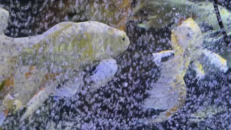 peces koi en un acuario