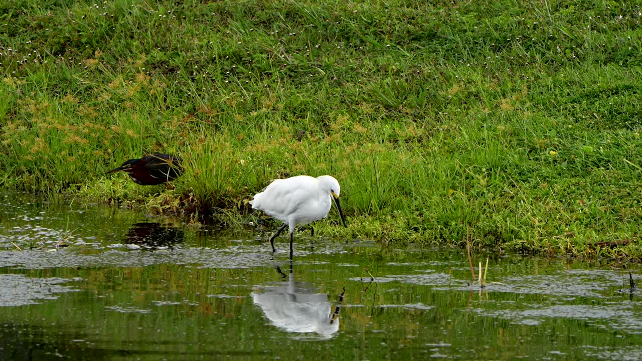 Green heron and a snowy egret at a pond