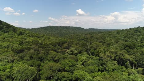 Selva-En-Sudamérica,-Argentina.