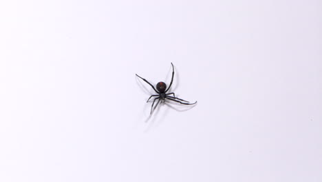 close up redback spider on a white background, top down shot