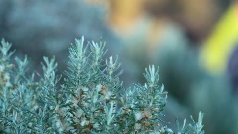 close-up of olearia axillaris with blurred background