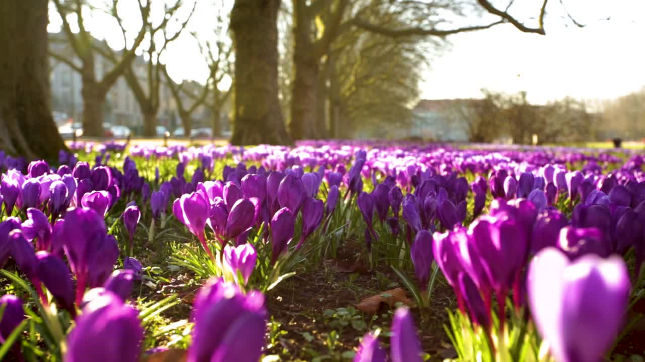 крокосовые цветы на лугу в раннем утреннем солнечном свете