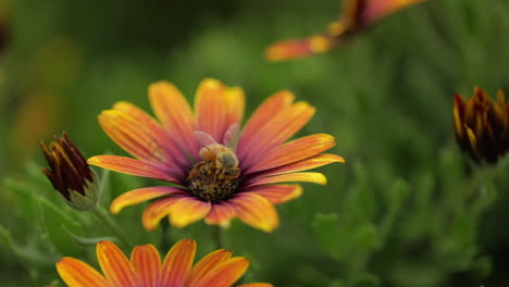 honey bee collecting pollen from orange flower and then flying away macro