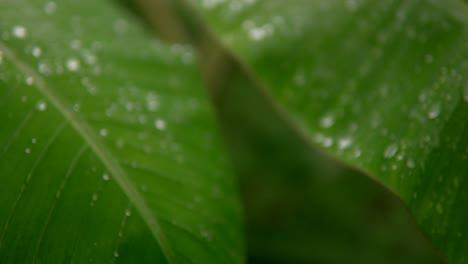 primer plano de gotas de lluvia frescas en hojas de plátano verdes exuberantes, capturando la belleza natural después de la lluvia en la india
