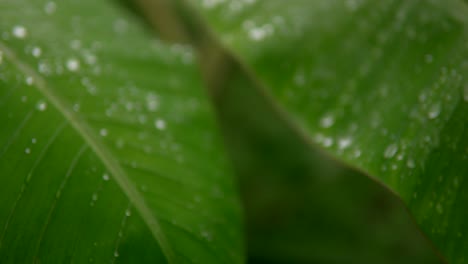 close-up of fresh raindrops on lush green banana leaves, capturing natural beauty after rainfall in india