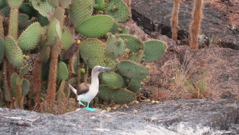 blue footed booby standing on a rock doing a mating dance in galapagos islands - handheld fixed full shot