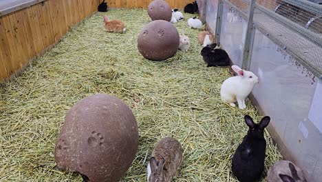 variety and colorful rabbits in the farm inside the cage