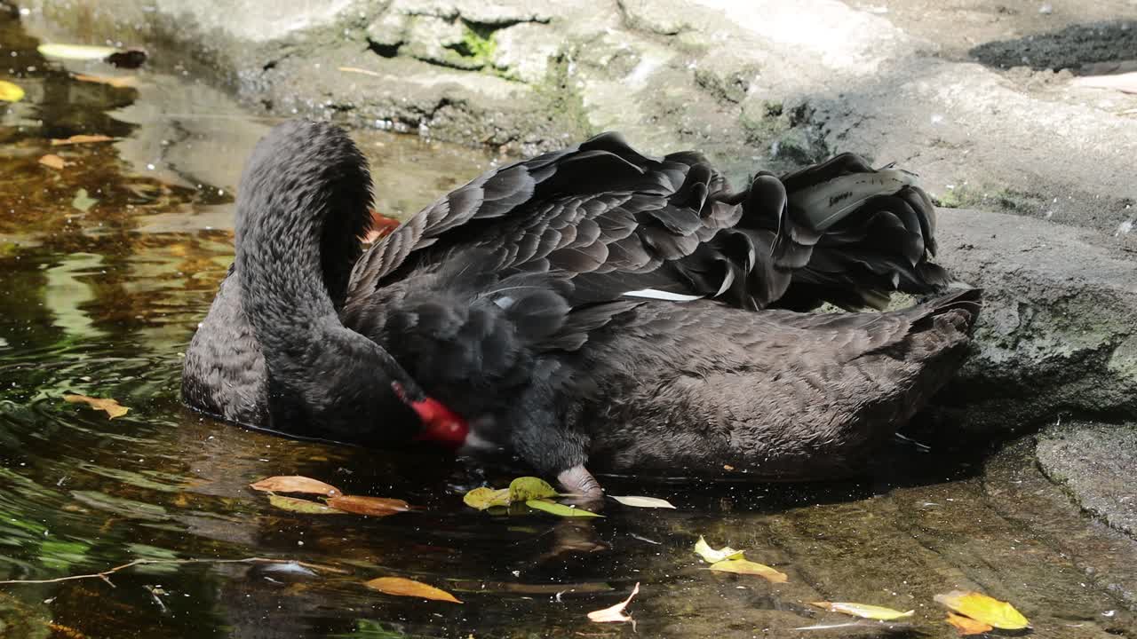 Cisnes Negros Limpando as Penas na Água