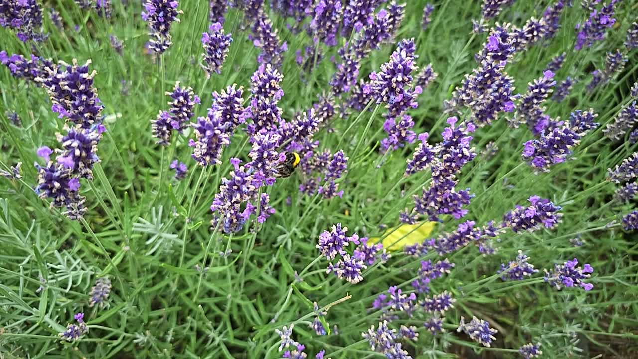 Hummel auf Lavendelblüte im Garten