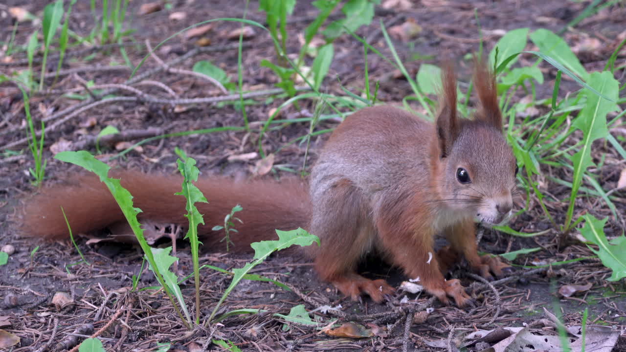Close up of a brown squirrel eating in the park