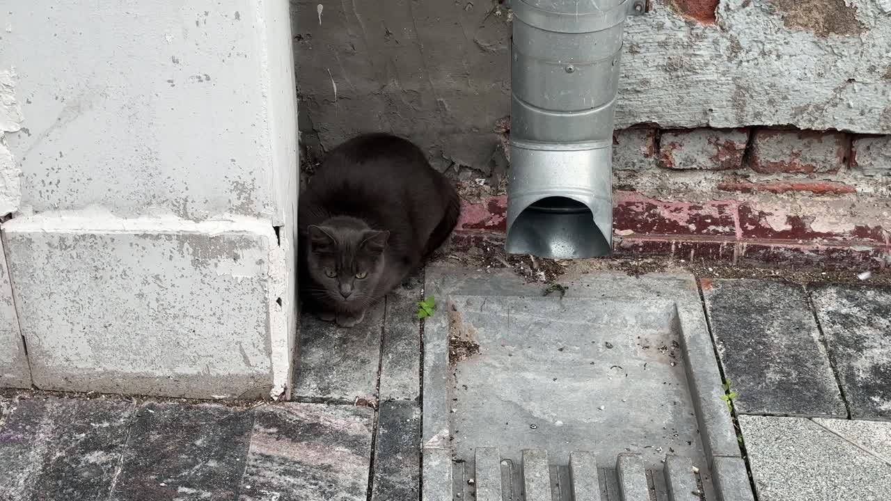 This is true Moscow. Moscow cute cats - 1 (4K60)