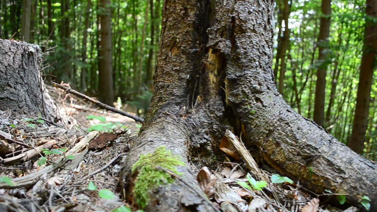 Roots in the wood. Shooting in the summer