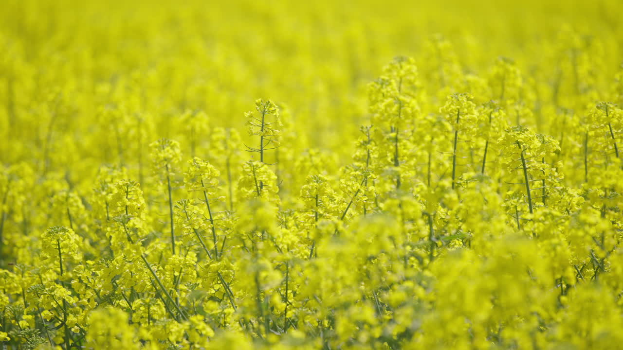 Field of Yellow Rapeseed Flowers