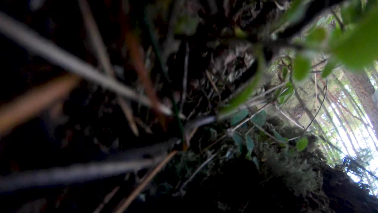 maderero cortando un pino talado en oregon