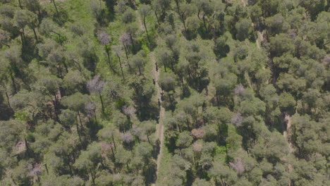 rising birds-eye-view shot of a group of friends walking along a hiking trail in georgia