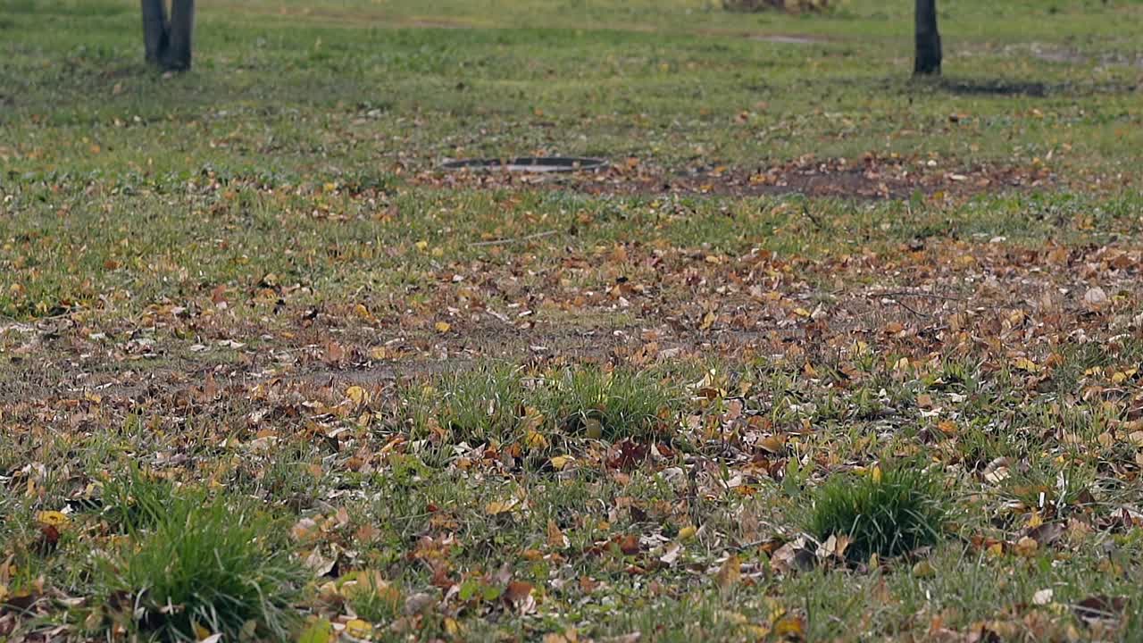 el viento sopla hojas secas a través de la hierba verde en el césped grande