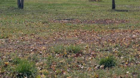 el viento sopla hojas secas a través de la hierba verde en el césped grande