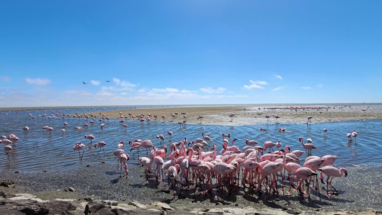 Flock of Flamingos in Natural Habitat