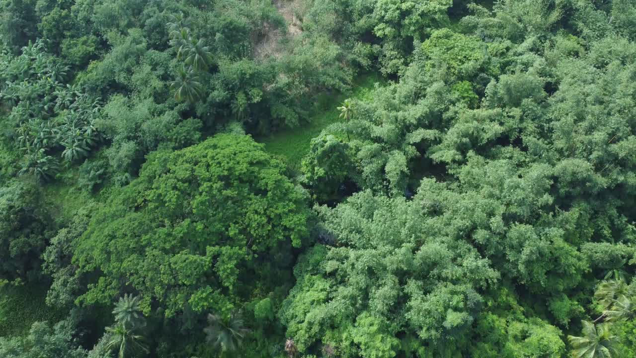 vista aérea de un vasto bosque verde