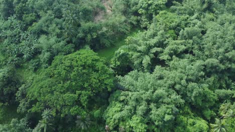 Toma-De-Vista-Aérea-De-Un-Vasto-Bosque-Verde