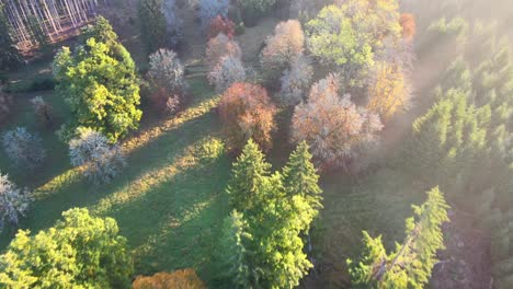 Vuelo-Cinematográfico-Por-La-Mañana-En-Un-Bosque