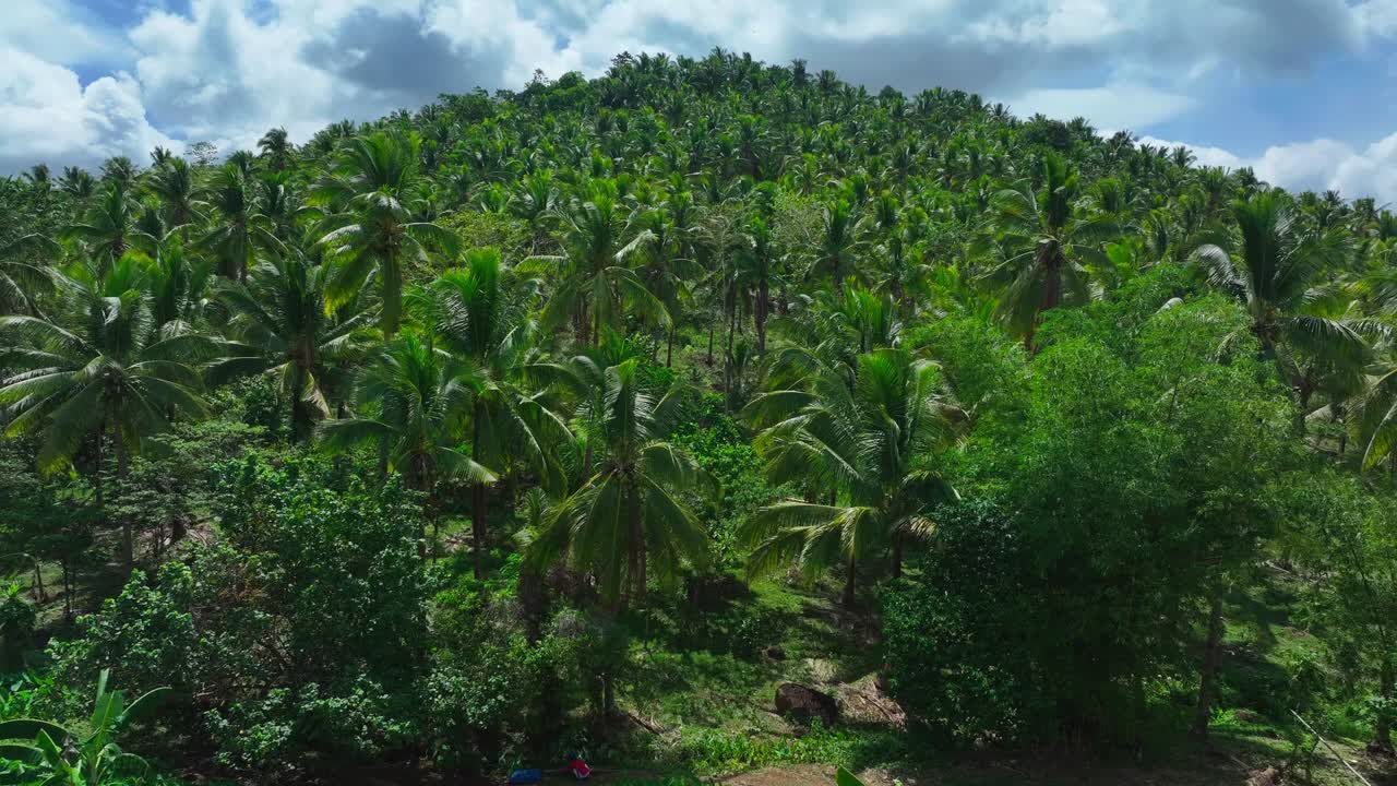 árboles de coco tropicales que crecen en la montaña durante un día soleado