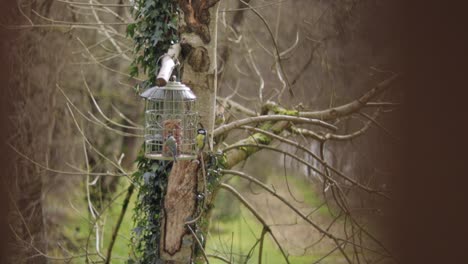 Eurasische-Blaumeisevögel,-Die-Um-Vogelhäuschen-Herumfliegen-Und-Nahrung-In-Zeitlupe-Tagsüber-Nehmen-Wales,-Großbritannien-Weitwinkelaufnahme