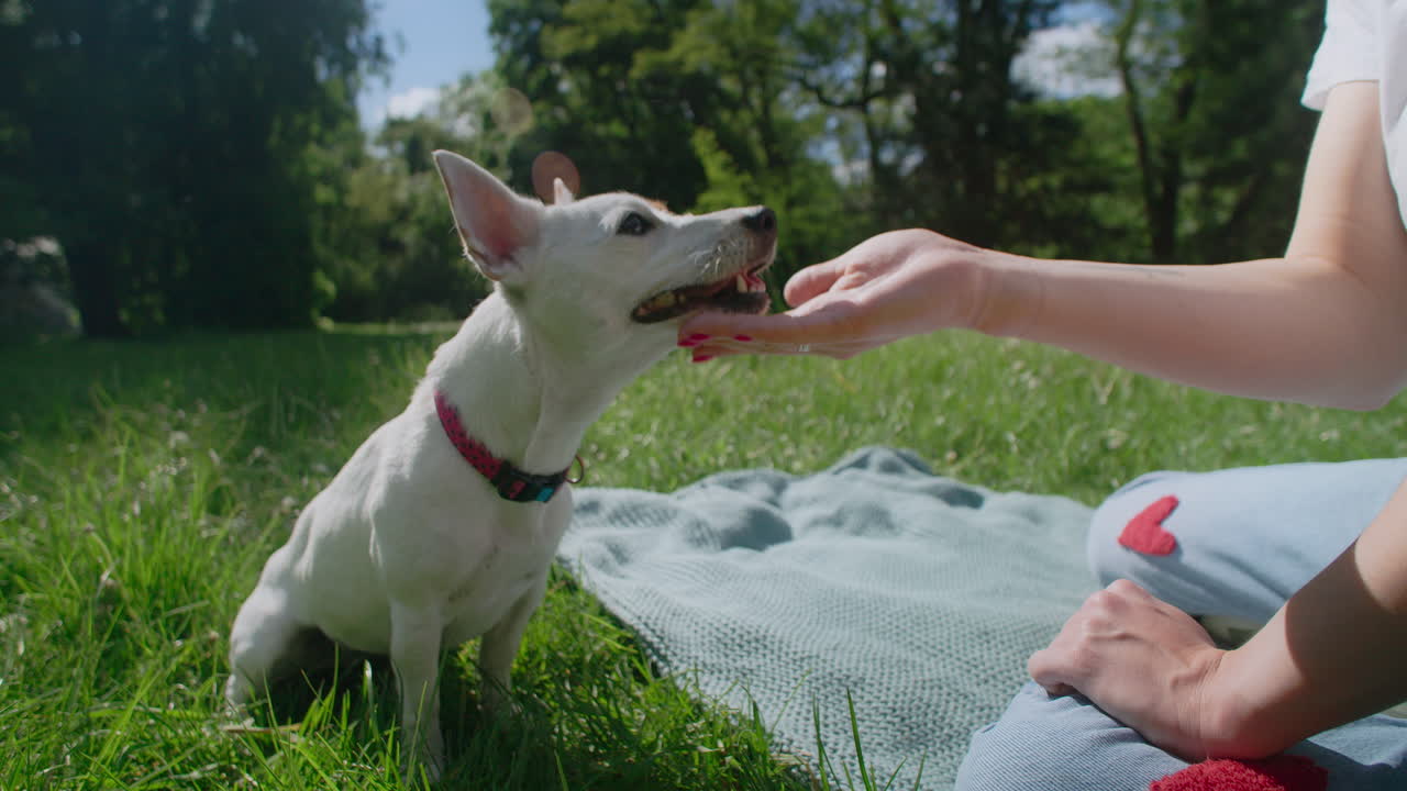 Woman Giving a Treat to a Dog in a Park