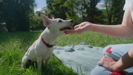 woman giving a treat to a dog in a park