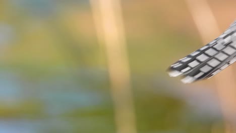 closeup of european starling perched momentarily and then flying off