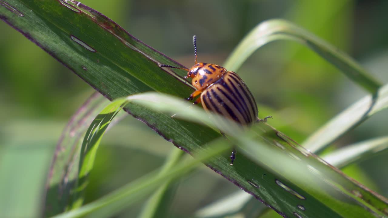 여름 동안 광야에서 푸른 잔디 식물을 등반하는 아름다운 감자 딱정벌레 - 매크로 트랙 샷