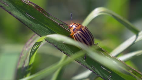 Beautiful Potato Beetle climbing up green grass plants in wilderness during summertime - macro track shot