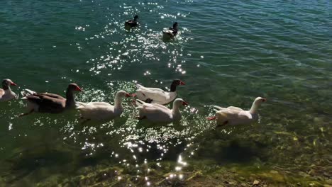 Family-of-ducks-swimming-in-a-blue-green-lake-on-a-sunny-day-in-El-Chorro,-Malaga-Spain