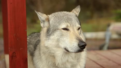 weißes wolfsporträt, pelziger domestizierter majestätischer hundehund beobachtet ruhig in zeitlupe blinkende augen