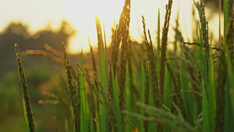 Vista-De-Cerca-De-Los-Cultivos-De-Arroz-En-El-Campo-Durante-La-Puesta-De-Sol