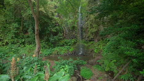 cascada de la selva en madeira portugal, en lo profundo del bosque verde