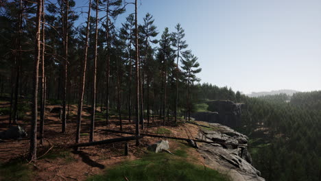 Bosque-De-Pinos-Nórdicos-A-La-Luz-Del-Atardecer