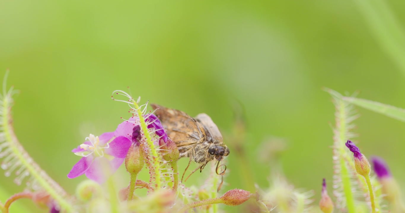 Крупный план: высохшая оболочка бабочки на хищном растении Drosera Indica; детальное разложение после хищничества и милые розовые цветы.