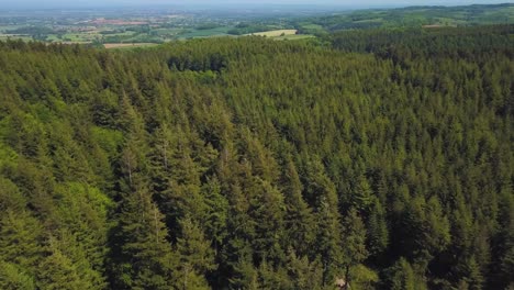 Rising-up-above-the-trees-in-the-great-woods-Forrest,-Somerset,-United-Kingdom