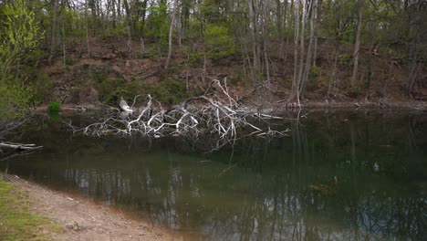 Old-white-tree-lying-in-a-small-lake-with-trees-and-a-sage-beside-it