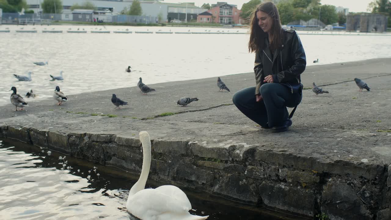 Woman crouches and tosses food to swan and pigeons in Galway Ireland, slow motion