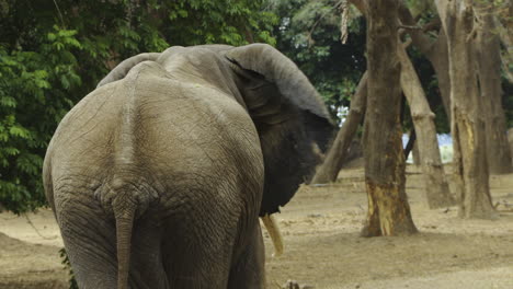 An-African-bull-elephant-walks-away-through-a-forest-of-winterthorn-acacias,-his-ears-flapping